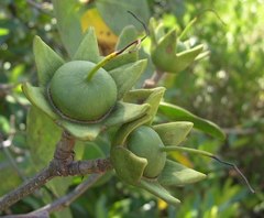 Sonneratia griffithii