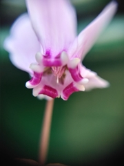 Cyclamen hederifolium