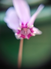 Cyclamen hederifolium