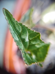 Cyclamen hederifolium