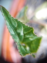 Cyclamen hederifolium