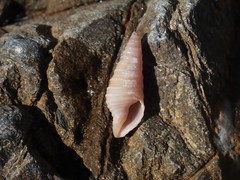 Pulsarella cognata
