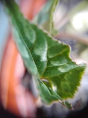 Cyclamen hederifolium
