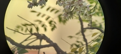 Moringa oleifera