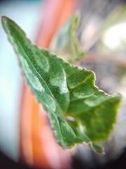 Cyclamen hederifolium
