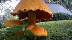 Gymnopilus imperialis