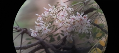 Moringa oleifera