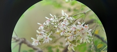 Moringa oleifera
