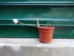 Cyclamen hederifolium