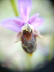 Ophrys oestrifera