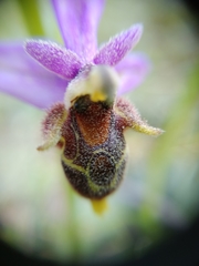 Ophrys oestrifera