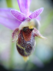 Ophrys oestrifera