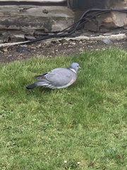 Columba palumbus