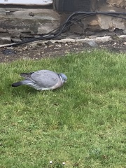 Columba palumbus