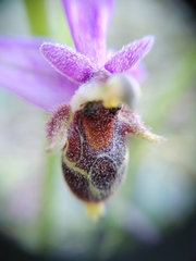 Ophrys oestrifera