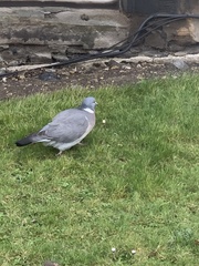 Columba palumbus