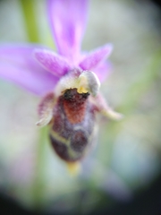 Ophrys oestrifera