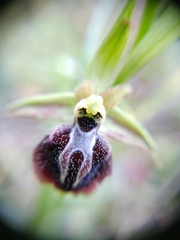 Ophrys sphegodes aesculapii