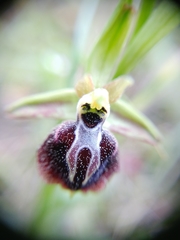 Ophrys sphegodes aesculapii