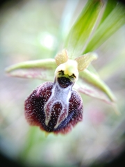 Ophrys sphegodes aesculapii