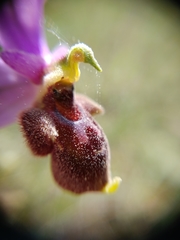 Ophrys oestrifera