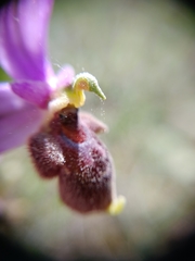 Ophrys oestrifera