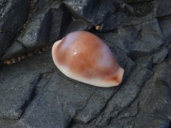 Erronea subviridis