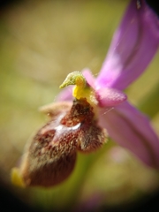 Ophrys oestrifera