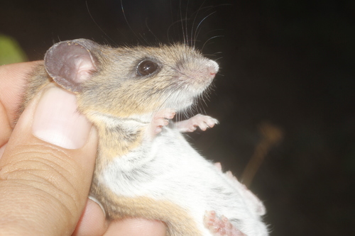 Merriam's Piñon Mouse