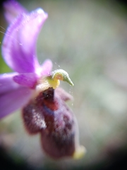 Ophrys oestrifera