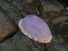 Talostolida pellucens