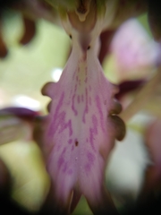 Himantoglossum robertianum