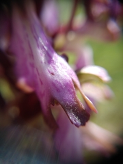 Himantoglossum robertianum