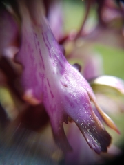 Himantoglossum robertianum
