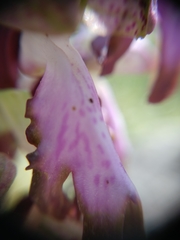 Himantoglossum robertianum