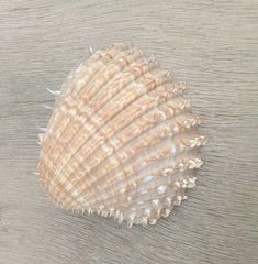 Acanthocardia aculeata