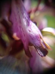 Himantoglossum robertianum