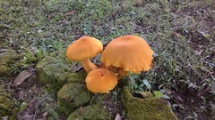 Gymnopilus imperialis