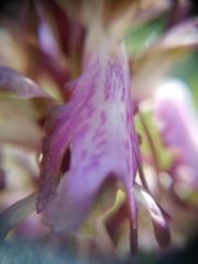 Himantoglossum robertianum