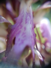 Himantoglossum robertianum