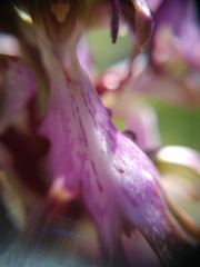 Himantoglossum robertianum