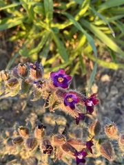Anchusa undulata
