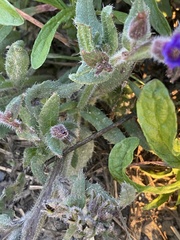 Anchusa undulata