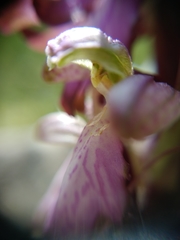 Himantoglossum robertianum