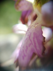 Himantoglossum robertianum