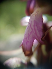 Himantoglossum robertianum