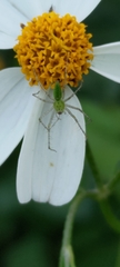Peucetia formosensis