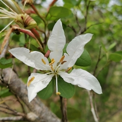 Bauhinia bowkeri