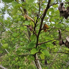 Bauhinia bowkeri