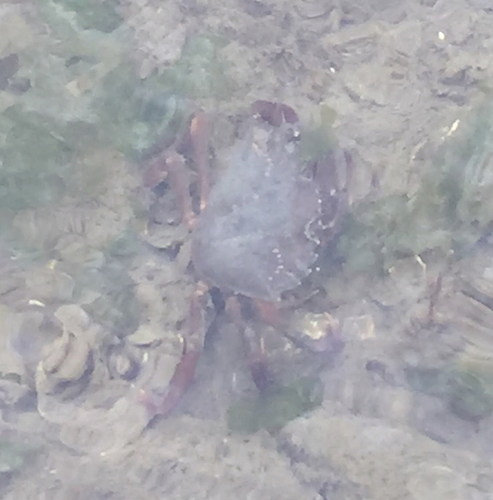 Carcinus maenas